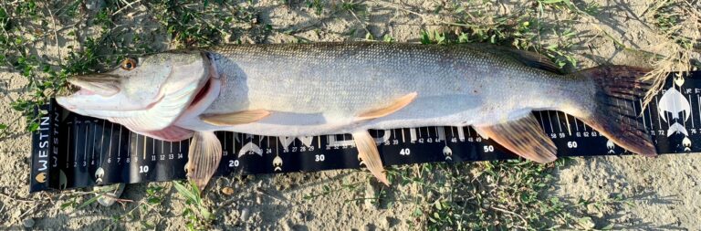 Mergi la pescuit? Vrei sa retii un peste pentru consum? Trebuie sa stii asta!